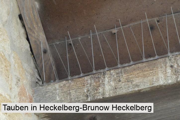 Tauben in Heckelberg-Brunow Heckelberg